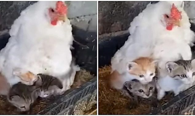 بلی کے بچوں