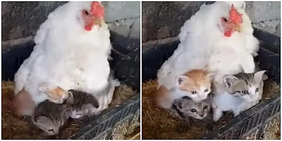 بلی کے بچوں