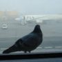 airport