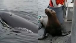 شتی پر چھلانگ