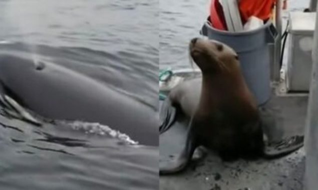 شتی پر چھلانگ