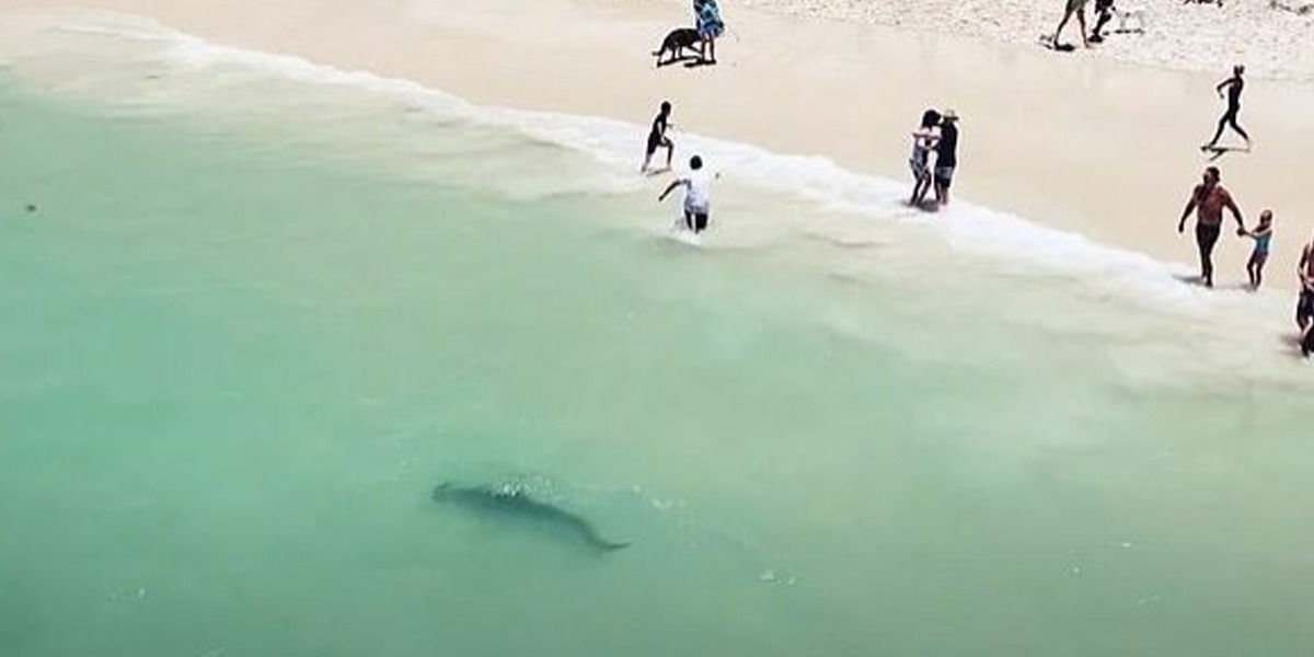 ٹائیگر شارک