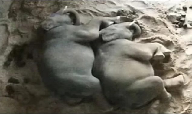 ہاتھی کے بچوں