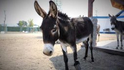 گدھوں کی تعداد