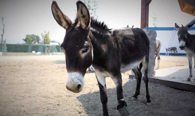 گدھوں کی تعداد