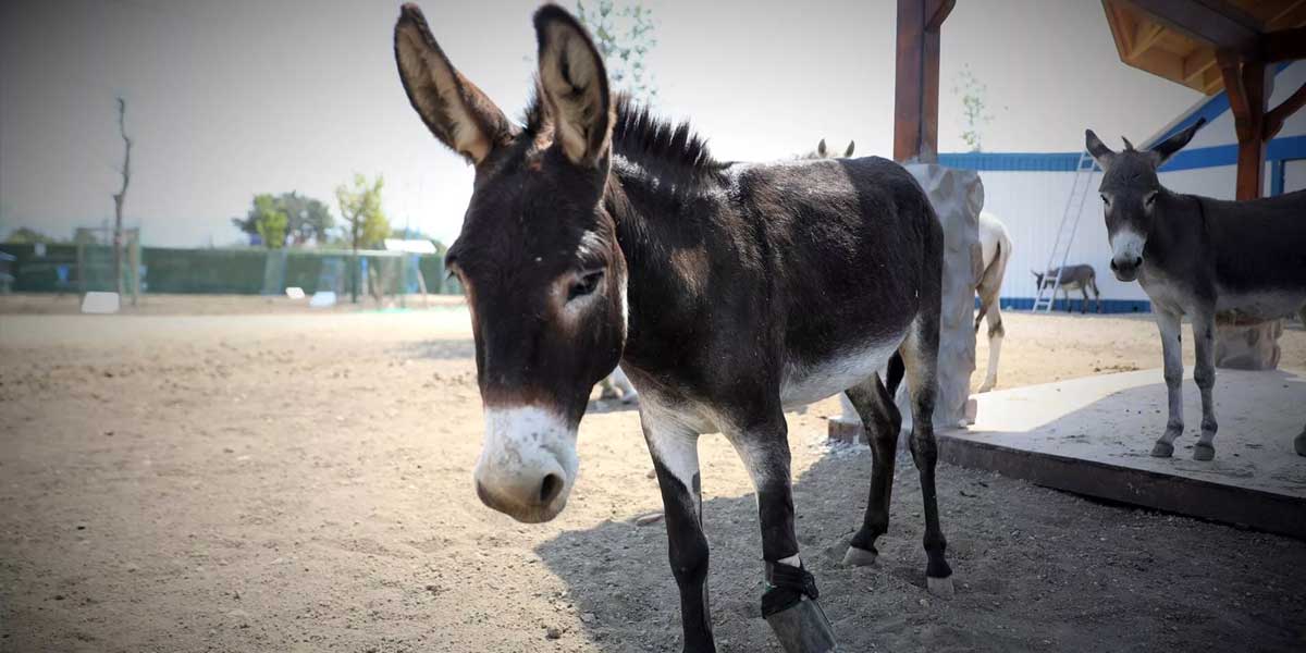 گدھوں کی تعداد