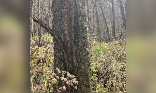 جانور تلاش کریں