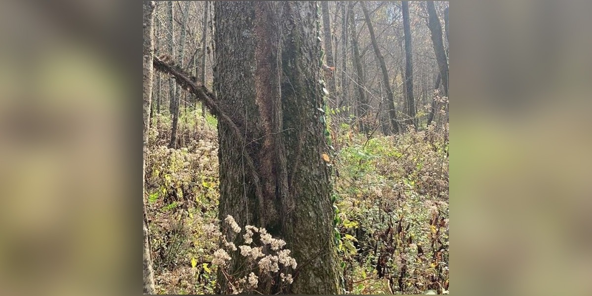 جانور تلاش کریں