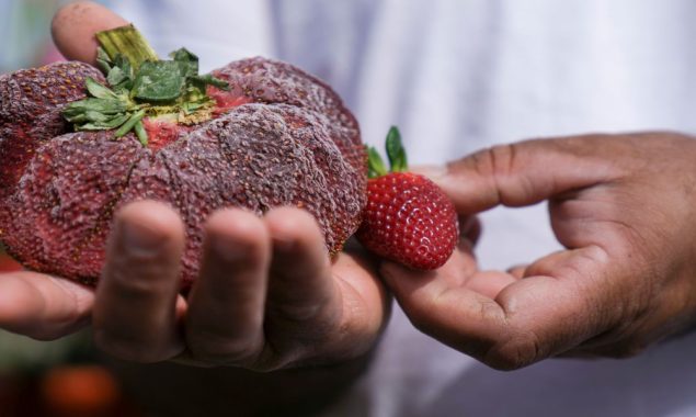 دنیا کی سب سے بڑی اسٹرابیری