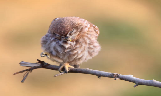Sleeping bird