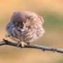 Sleeping bird