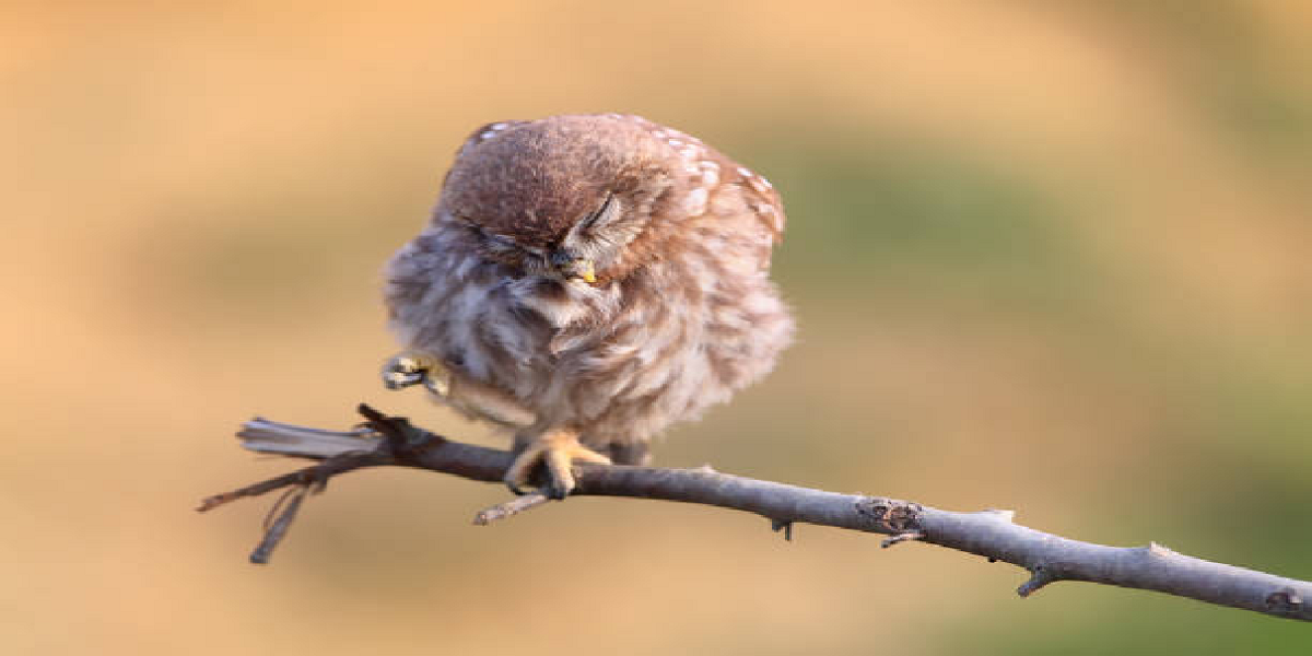 Sleeping bird