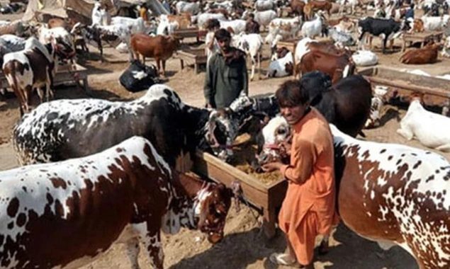 مویشی منڈیوں