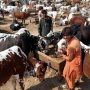 مویشی منڈیوں
