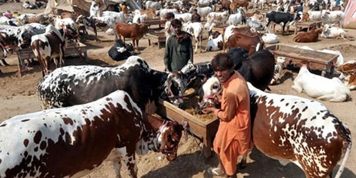 مویشی منڈیوں