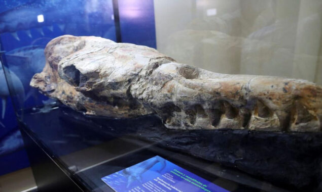 کروڑوں سال پرانی سب سے بڑی شکاری وہیل کی باقیات دریافت