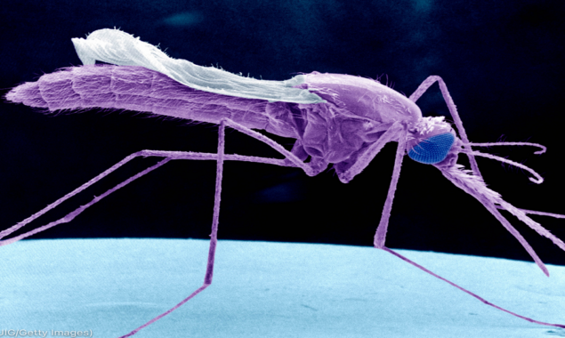 Mosquito