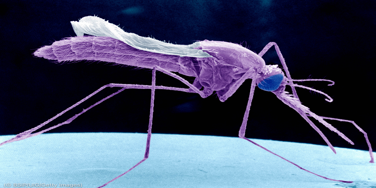Mosquito