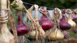Onion