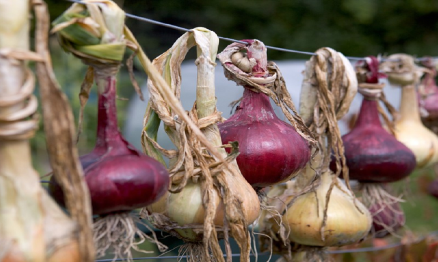 Onion
