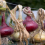 Onion