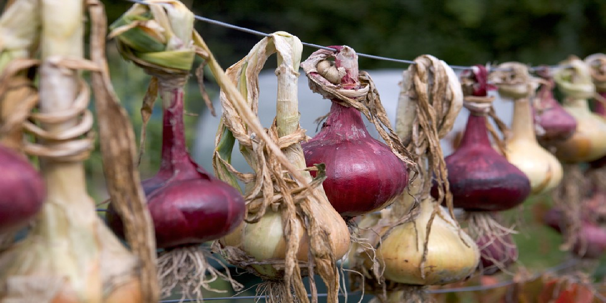Onion
