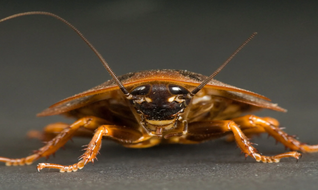 Cockroach