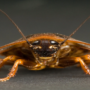 Cockroach