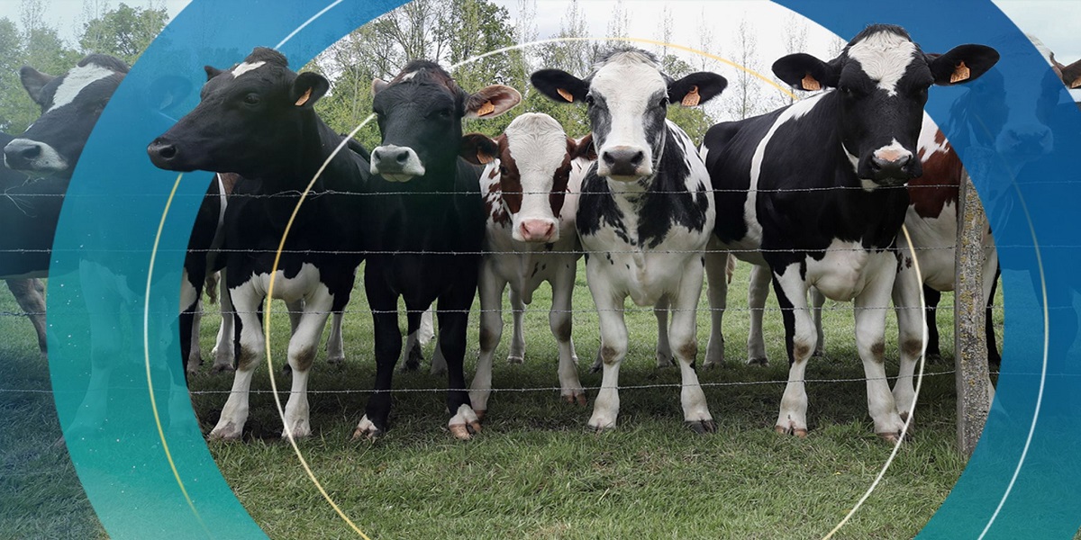 ماحولیاتی تبدیلی؛ نیوزی لینڈ نے مویشیوں کے ڈکار لینے پر ٹیکس عائد کردیا