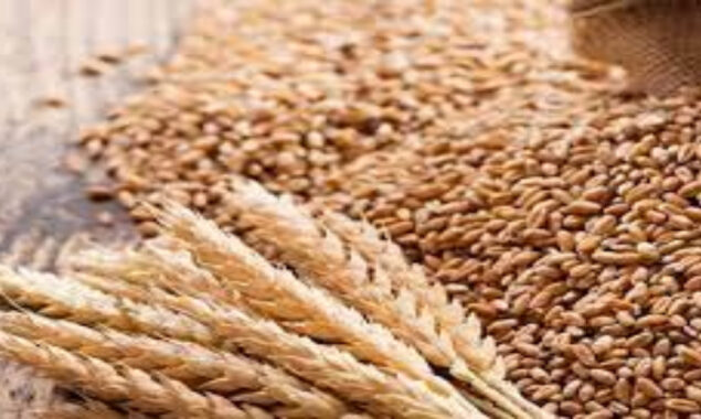 گندم