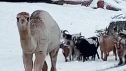 اونٹ