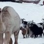 اونٹ