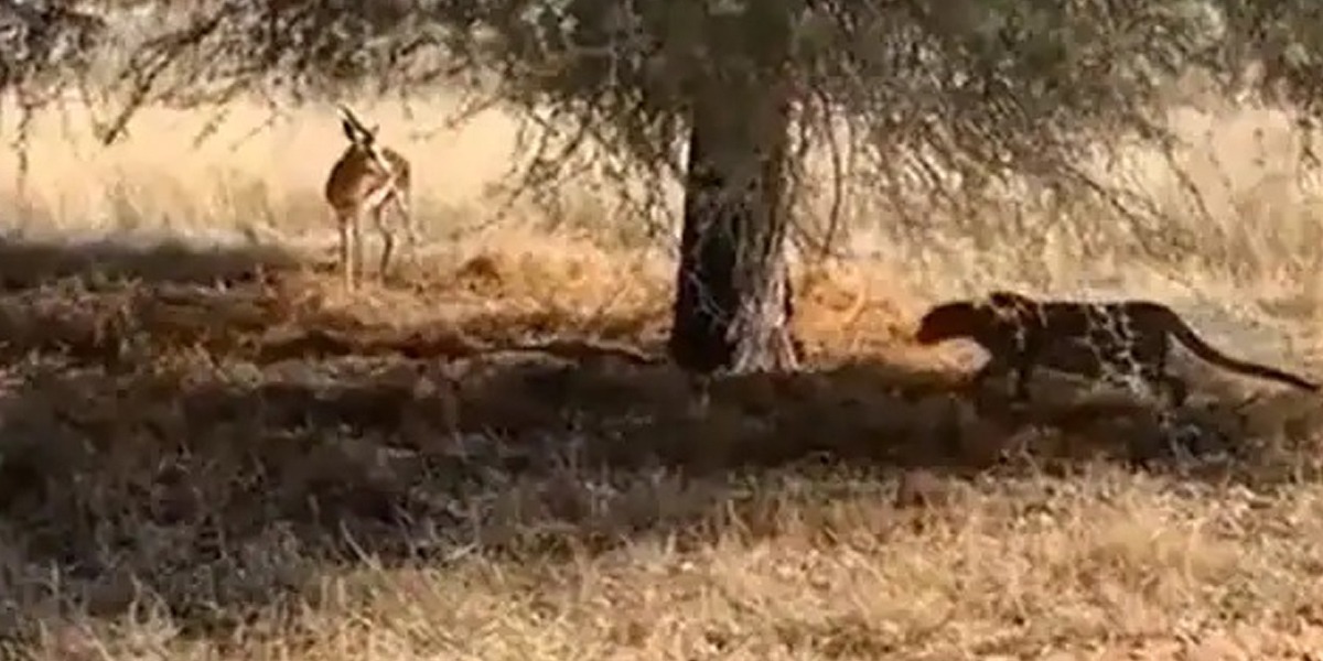 چیتے