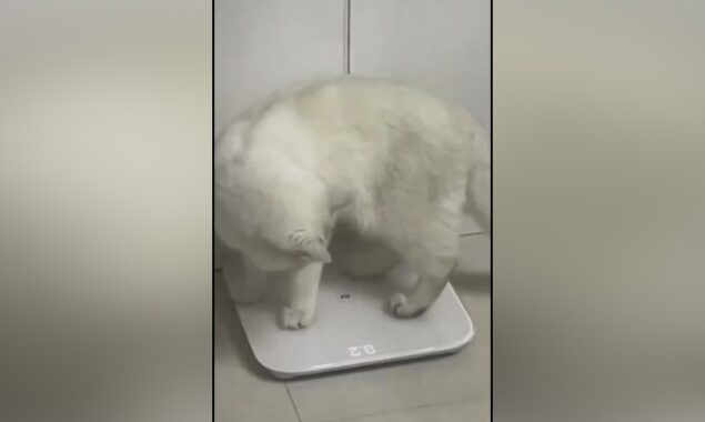 بلی