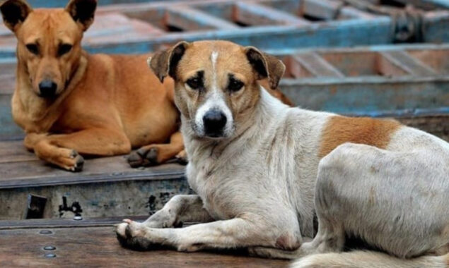 ڈیلیوری بوائے