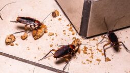 گھر سے لال بیگ