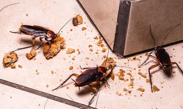 گھر سے لال بیگ