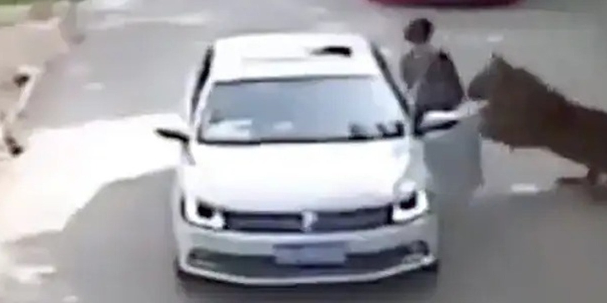 شیر
