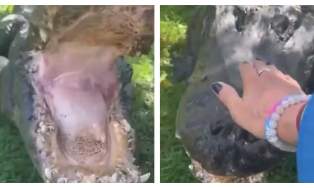مگرمچھ