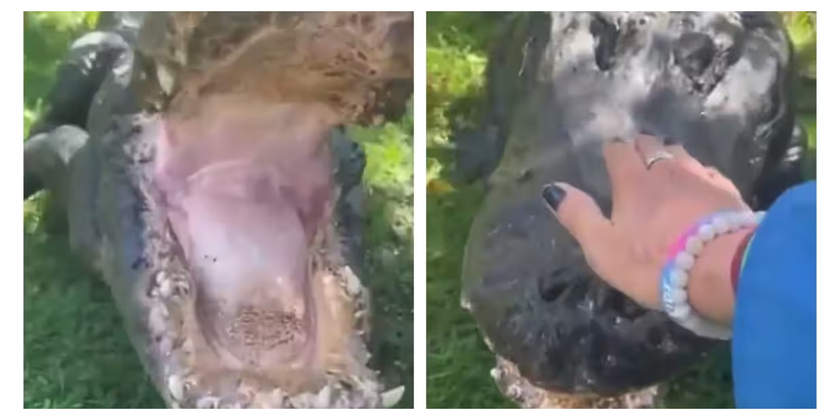 مگرمچھ