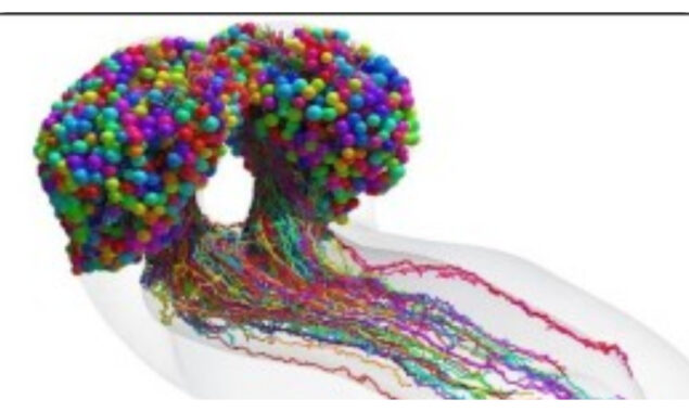 مکھی کے دماغ