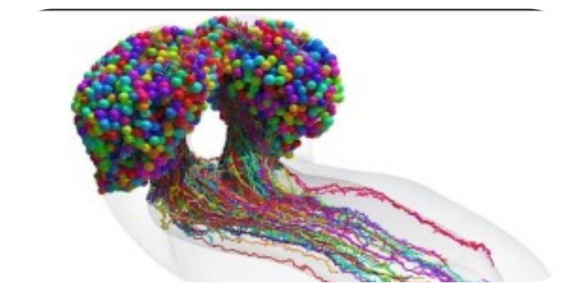 مکھی کے دماغ