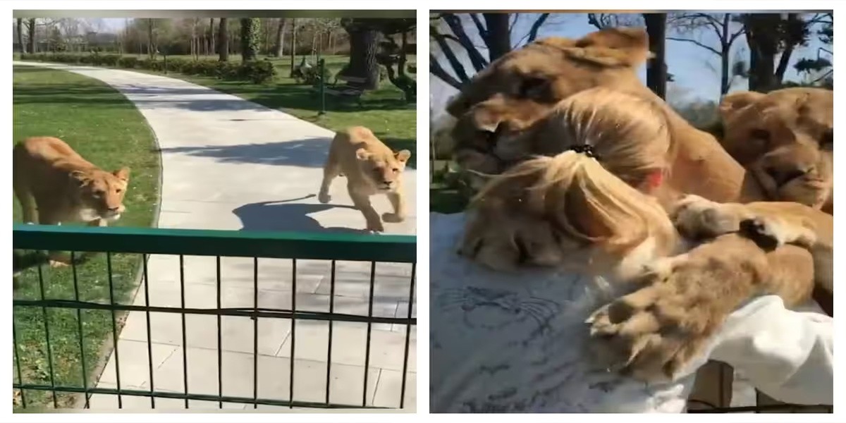 شیروں