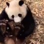 پانڈا