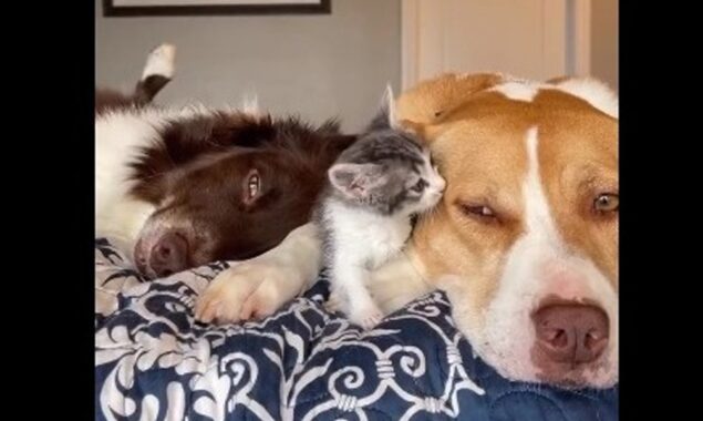 بلی اور کتے