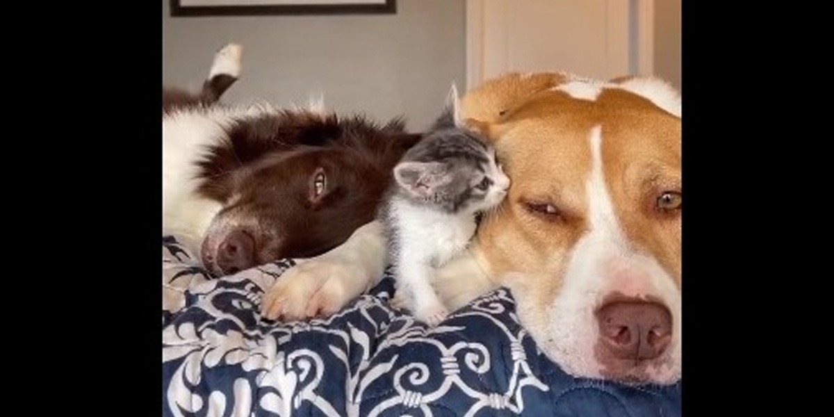 بلی اور کتے