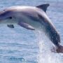 ڈولفن