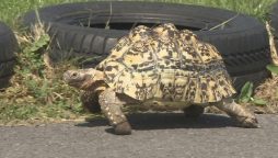 تیز ترین کچھوا