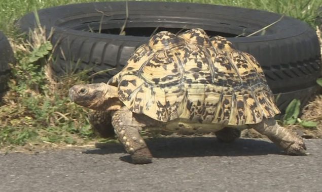 تیز ترین کچھوا