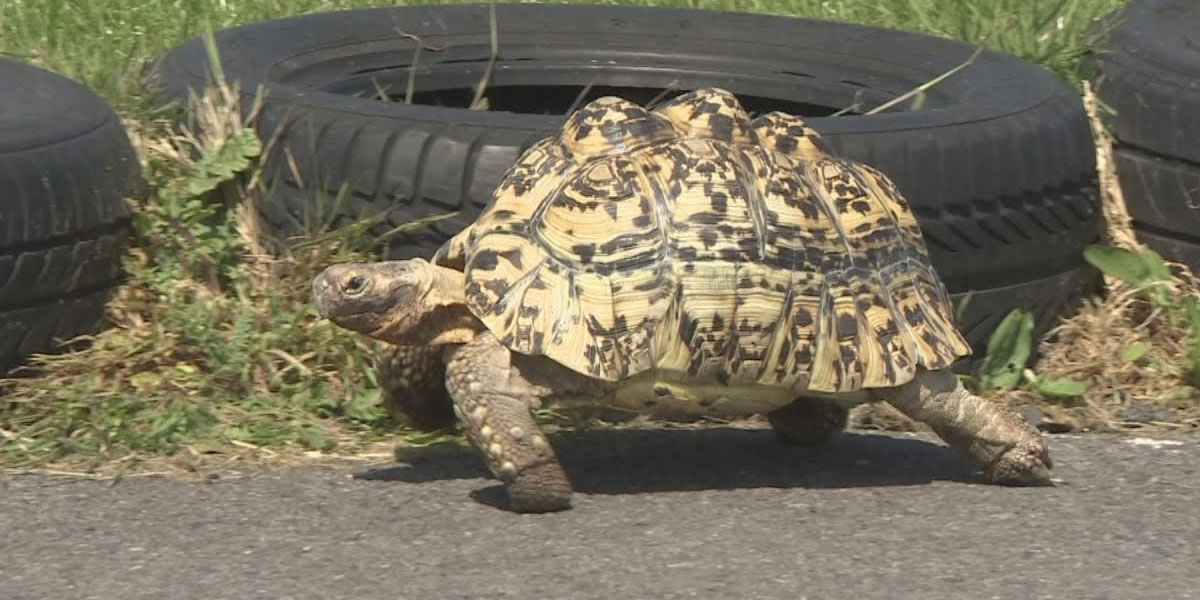 تیز ترین کچھوا